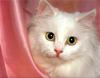 Ron Kimball's Joy of Cats 05 - White Cat