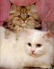 Ron Kimball's Joy of Cats 06 - White Cat and kitten