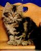 Ron Kimball's Joy of Cats 10 - kitten
