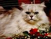 Ron Kimball's Joy of Cats 12 - Persian