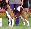 Dog - Akita Inu (Canis lupus familiaris)