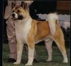 Dog - Akita Inu (Canis lupus familiaris)