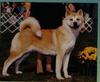 Dog - Akita Inu (Canis lupus familiaris)