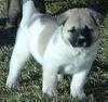 Dog puppy - Akita Inu (Canis lupus familiaris)