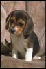 Dog - Beagle (Canis lupus familiaris)