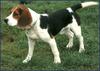 Dog - Beagle (Canis lupus familiaris)