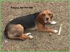 Dog - Beagle (Canis lupus familiaris)