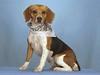 Dog - Beagle (Canis lupus familiaris)