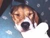 Dog - Beagle (Canis lupus familiaris)