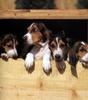 Dog puppies - Beagle (Canis lupus familiaris)