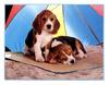 Dog puppies - Beagle (Canis lupus familiaris)