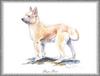 [Painting] Dog - Berger de Picard (Canis lupus familiaris)