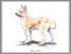 [Painting] Dog - Berger de Picard (Canis lupus familiaris)