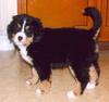 Dog - Bernese Mountain Dog (Canis lupus familiaris)