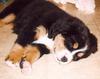 Dog - Bernese Mountain Dog (Canis lupus familiaris)