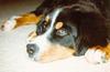 Dog - Bernese Mountain Dog (Canis lupus familiaris)