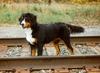 Dog - Bernese Mountain Dog (Canis lupus familiaris)