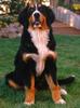 Dog - Bernese Mountain Dog (Canis lupus familiaris)