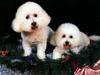 Dogs - Bichon Frise (Canis lupus familiaris)