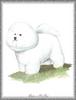 [Painting] Dog - Bichon Frise (Canis lupus familiaris)