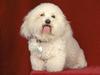 Dog - Bichon Frise (Canis lupus familiaris)