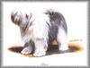 [Painting] Dog - Bobtail (Canis lupus familiaris)