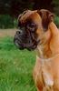 Dog - Boxer (Canis lupus familiaris)