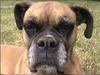 Dog - Boxer (Canis lupus familiaris)