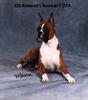 Dog - Boxer (Canis lupus familiaris)