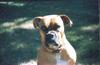 Dog - Boxer (Canis lupus familiaris)