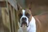 Dog - Boxer (Canis lupus familiaris)