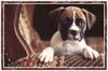 Dog puppy - Boxer (Canis lupus familiaris)