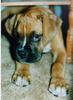 Dog puppy - Boxer (Canis lupus familiaris)