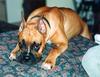 Dog puppy - Boxer (Canis lupus familiaris)