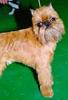 Dog - Brussels Griffon (Canis lupus familiaris)