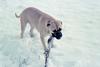 Dog - Bullmastiff (Canis lupus familiaris)