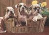 Dog - Bulldog puppies (Canis lupus familiaris)