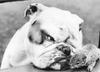 Dog - Bulldog (Canis lupus familiaris)