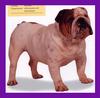 Dog - Bulldog (Canis lupus familiaris)