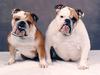 Dogs - Bulldog (Canis lupus familiaris)