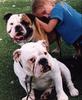 Dogs - Bulldog (Canis lupus familiaris)