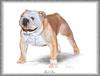 [Painting] Dog - Bulldog (Canis lupus familiaris)