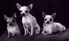 Dogs - Chihuahua (Canis lupus familiaris)