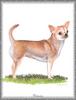 [Painting] Dog - Chihuahua (Canis lupus familiaris)