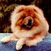 Dog - Chowchow (Canis lupus familiaris)