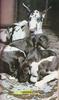 Dog mother and puppies - Great Dane (Canis lupus familiaris)