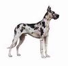 Dog - Great Dane (Canis lupus familiaris)