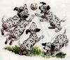 [Anime] Dog - Dalmatian (Canis lupus familiaris)