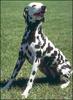 Dog - Dalmatian (Canis lupus familiaris)