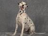 Dog - Dalmatian (Canis lupus familiaris)